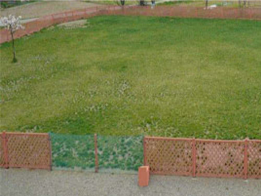 1,350㎡の全面西洋芝