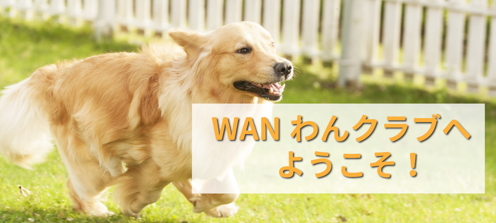 WANわんクラブ｜会津若松市北会津町のドッグラン